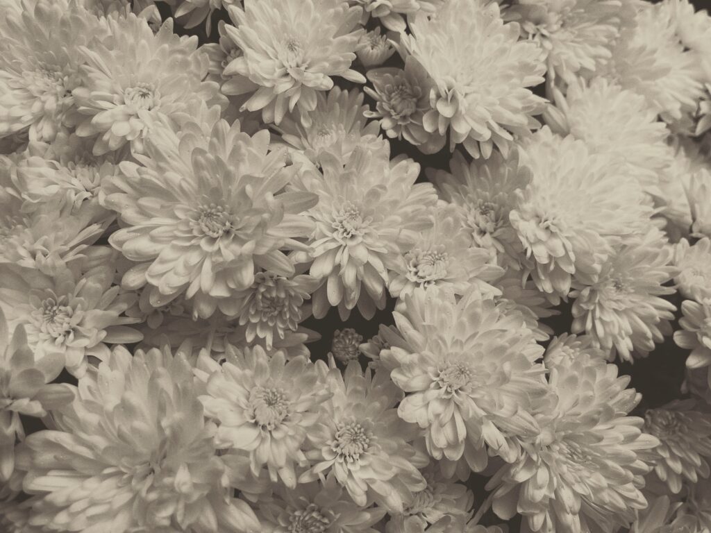 foto_flores
