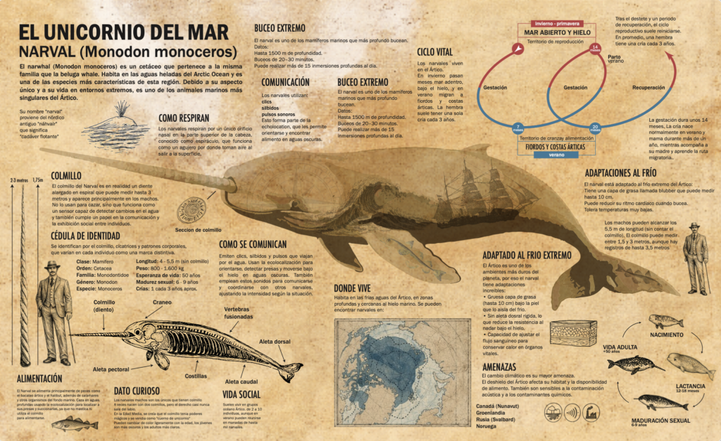 infografia_narval